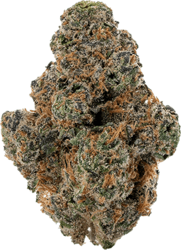 Apricot Stomper